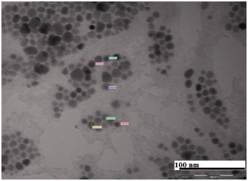 Figure 2. TEM micrograph of amphotericin B encapsulated PLGA-PEG NPs showing size image of 30–35 nm.