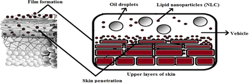 Figure 5. Mechanism of penetration into skin.