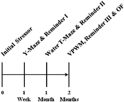 Figure 1.  Timeline for behavioral testing. The initial stressor consisted of exposure to electrical footshock during an IA training trial. To re-activate the memory for the aversive event, reminders of the stressor (IA retrieval trials) were performed 30 min prior to the retention trial on the Y-maze and again 30 min prior to the probe trials on the learning strategy tasks. VPWM = visible-platform water maze; OF = open field test.