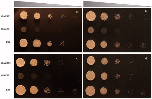 Figure 6. The effect of mutations in putative zinc transporters on growth of Ustilago maydis. a-d) correspond to YNB supplemented with 1, 10, 100 and 1000 µM of ZnCl2. Strains were spotted on the plates starting at OD600 = 0.5 followed by 10-fold serial dilutions.