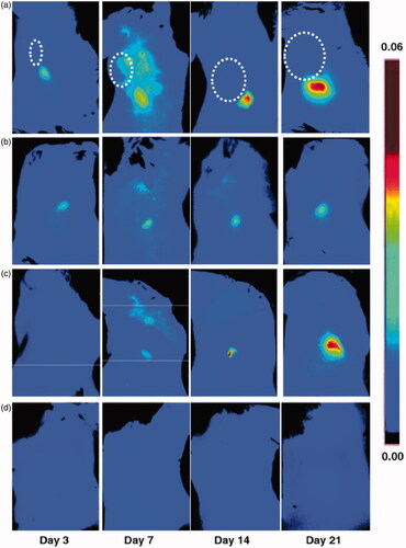 Figure 3. Optical imaging of tumor-induced lymphangiogenesis with Cy5.5-LyP-1. At days 3, 7, 14 and 21 after 4T1 cell inoculation, tumor-bearing BALB/C mice (n = 5/group), under isoflurane anesthesia, were injected with Cy5.5-LyP-1 via the middle phalanges of both upper extremities. At 45 min after injection, in vivo fluorescence imaging of both tumor-draining LNs (a) and contralateral LNs (b) was performed with a Maestro II small-animal in vivo imaging system. The fluorescence images consisting of Cy5.5 and autofluorescence spectra were then unmixed based on their spectral patterns with the manufacturer’s software (Maestro software, CRI). The tumors are indicated by circles. (c and d) At 24 h post injection, the mice were killed and a dorsal skin flap was elevated to expose the brachial lymph nodes on both sides for a repeat of fluorescence imaging (c. tumor-draining LNs; d. contralateral LNs) (adapted from Zhang et al., Citation2012).