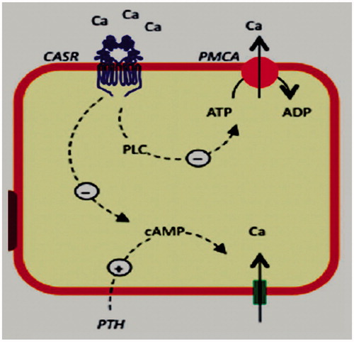 Figure 3. CaSR in distal convoluted tubule. CaSR reduces calcium pump activity (PMCA) and calcium active reabsorption.
