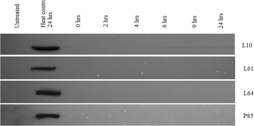 Figure 6. Expression of Hsp70 in DHD/K12/TRb cells treated with Pluronic L10, L61, L64, or P85 for 20 min at 37°C. Western blot analysis indicated an insignificant level of Hsp70 expression with Pluronic only treatment.