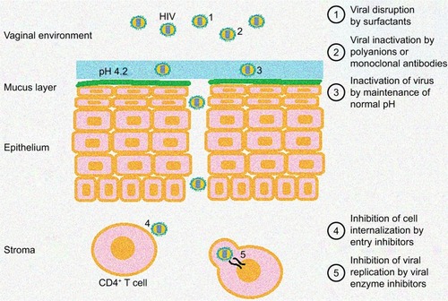 Figure 2 Diagram of the action sites of different microbicides against HIV.