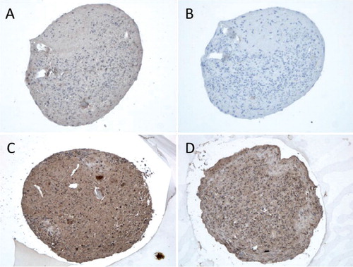 Figure 5. Collagenase-cleaved COL2A-3/4M neoepitope immunostaining of 3D chondrocyte pellets. Untreated 3D-chondrocyte pellets (A) and the negative staining control (B). 3D chondrocyte pellets stimulated with 5 ng/mL TNF-α (C) and 100 ng/mL TNF-α (D). Magnification 100×.