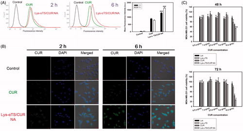 Figure 4. Cellular uptake and antiproliferation studies in MDA-MB-231 cells. (A) Cellular accumulated amounts of CUR quantitatively analyzed by flow cytometry. CUR or Lys-αTS/CUR NA (10 μg/mL CUR concentration) was incubated for 2 and 6 h. Black, green, and red colors indicate control, CUR, and Lys-αTS/CUR NA group, respectively. Each point represents the mean ± SD (n = 3). ###p < .001, compared with CUR group. (B) Intracellular distribution of NPs monitored by CLSM imaging. CUR or Lys-αTS/CUR NA (10 μg/mL CUR concentration) was incubated for 2 and 6 h. Green and blue colors indicate CUR and DAPI, respectively. The length of the scale bar in the image is 20 μm. (C) Antiproliferation assay in MDA-MB-231 cells. Cell viability (%) values of Lys, Lys-αTS, CUR, and Lys-αTS/CUR NA, according to CUR concentrations, are presented after 48 and 72 h incubation. Each point represents the mean ± SD (n = 3). #p < .05, compared with CUR group. ###p < .001, compared with CUR group.