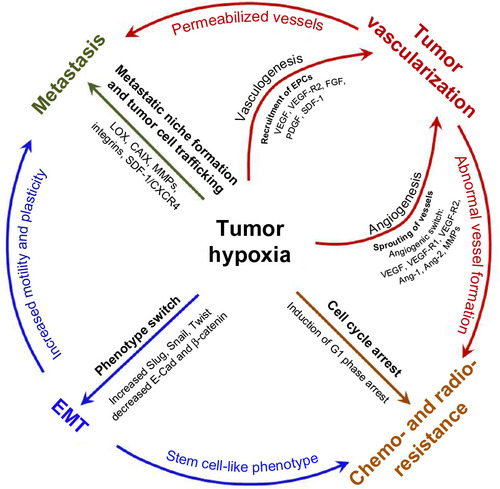 Figure 2 Hypoxia as a driving force of tumor progression and metastasis.