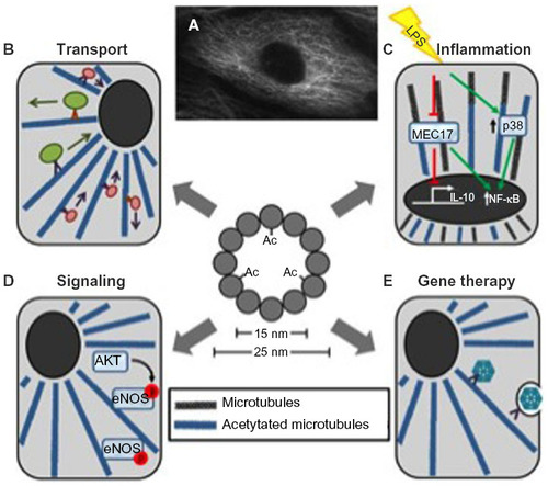 Figure 2 Overview of the importance of microtubule acetylation.