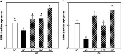Fig. 5. TIMPs mRNA expression in articular cartilage of the MIA-induced OA rats treated with deer bone extract for 50 days.Note: Values are mean ± SD. Differences between groups (10 rats/group) were analyzed using one-way ANOVA by Tukey’s multiple range tests. Means with different superscript letters are significantly different at p < 0.05. Each group was assigned as follows: SC (PBS injection + non-treatment); NC (MIA injection + non-treatment); PC (MIA injection + 125 mg/kg glucosamine sulfate + 125 mg/kg chondroitin sulfate); LDB (MIA injection + 250 mg/kg deer bone extract); HDB (MIA injection + 500 mg/kg deer bone extract).