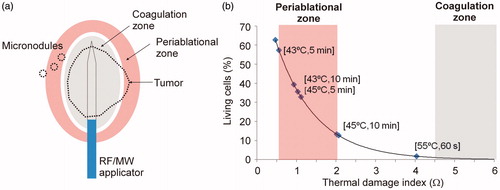 Figure 1. (a) Moderate hyperthermic heating occurs in periablational zone and has been related with tumor cell activity [Citation1]. This heating could affect either a tumor area outside the thermal coagulation zone (which is completely destroyed) or nearby micronodules. (b) Relation between percentage of living cells after heating and index Ω obtained from the Arrhenius damage model, which associates temperature with exposure time using a first-order kinetics relationship. Periablational zone was assumed to be between Ω = 0.6 and Ω = 2.1 (values derived from experimental data in [Citation1], see text for details), while coagulation zone was defined by the Ω = 4.6 contour, which represents 99% probability of cell death.