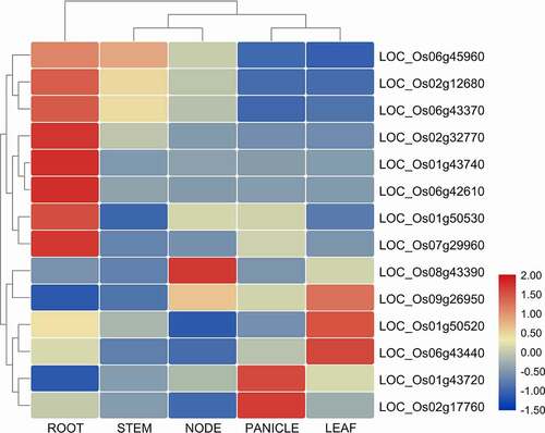 Figure 4. Heatmap of tissue-specific expression of CYPs in different parts of the rice plant, including root, stem, leaf, panicles, and node. All the values are logCitation2 transformed. The red and blue color is corresponding to high and low expressions.