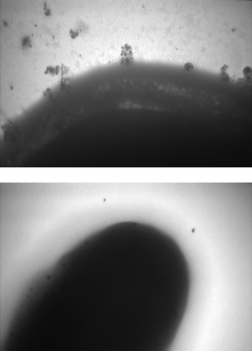 Figure 6. TEM micrographs of the NPs produced 24 h after the start of AgNO3 (1 mM) reduction using freshly cultured S. cerevisiae. The micrograph is focused on the location of the NPs in the membrane, and the steps in the secretion of the NPs out of the yeast.