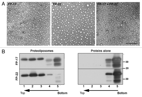 Figure 3. Analysis of TA protein-containing proteoliposomes. (A) Transmission EM analysis of negatively stained proteoliposomes reconstituted with the indicated TA proteins. Scale bar, 500 nm. (B) Alkaline sucrose gradient analysis of LUVs reconstituted with FP-17 and 22. Reconstituted proteoliposomes (left) or the purified proteins without lipids (right) were treated with sodium carbonate. After flotation on a discontinuous sucrose gradient, fractions were collected and analyzed by Western Blot with an anti-GFP antibody. In proteoliposomes, the full-length form of both FP-17 and FP-22 float to the top of the gradient (top, light fractions), whereas the two proteins alone remain in the load zone (bottom, heavy fractions).