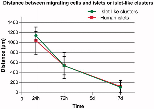 Figure 7. Overview of distance measured between migrating cells and islets (red) or ICC (green) in co-cultures. The CD271+ cells showed directed migration toward both islets and ICC, which is essential for stimulation of beta cell proliferation. The distance between the cells was measured at days 1, 3, and 7. The CD271+ cells were able to reach and enfold both the islets and ICC within 7 days of co-culture. Results are given as means ± SEM (n = 3).