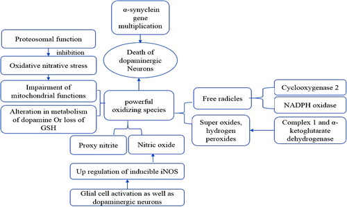 Figure 1. Different pathways leading to oxidative stress in PD.