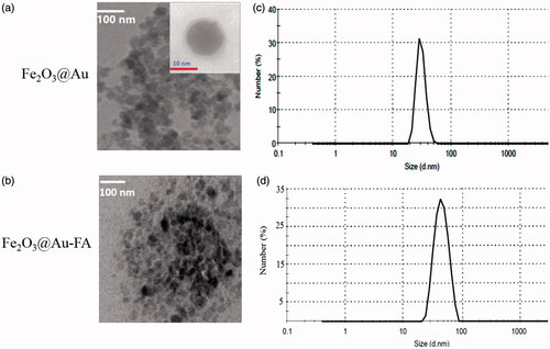 Figure 1. TEM images(a,b) and DLS of the synthesized core-shell nanoparticles (with and without FA; (c,d)).