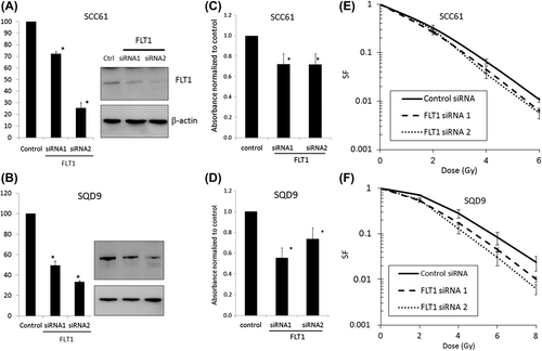 Figure 1. FLT1 is important for cell survival and radioresistance. (A, B) SiRNA mediated knockdown of FLT1 was confirmed by qPCR (left) and Western blot (right). (C, D) SRB survival assays performed with siRNA transfected SCC61 (C) and SQD9 (D) cells. (E, F) FLT1 silencing causes radiosensitisation in SCC61 and SQD9 as demonstrated by clonogenic assay. Data shown are the averaged means of at least three independent experiments ± SEM and compared to non-silencing control siRNA treated cells. *Significantly different from control siRNA, p < 0.05, students t-test. SF, survival fraction.