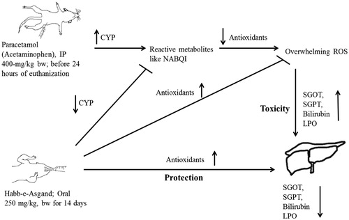Figure 7. Schematic presentation of possible mechanism of Habb-e-Asgand liver protection against paracetamol (acetaminophen) induced toxicity. Up arrows are to show increase while down arrows to show decrease. It is proposed that paracetamol is converted into a reactive metabolite through CYP and thus suppresses the antioxidant system and results in over production of ROS and thus liver toxicity. Habb-e-Asgand by decreasing cytochrome P450 and increasing the antioxidant levels is protecting liver against paracetamol reactive metabolites such as NAPQI induced overwhelming production of ROS-mediated toxicity.