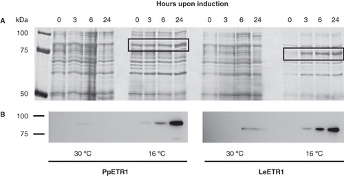 Figure 2. Effect of temperature on the expression of PpETR1 and LeETR1 in BL21 (DE3) at 30°C and 16°C. All cell cultures contained 1 mM IPTG. Equal amounts of cells from liquid cultures were analyzed by SDS-PAGE. Proteins were silver-stained (A) and receptor proteins were identified by Western blot analysis using antibodies directed against the deca His-tag (B). Protein bands representing the receptor proteins are framed by black boxes. Note that at 16°C expression temperature the protein band of receptor PpETR1 is overlayed by an endogenous protein of the bacterial host.