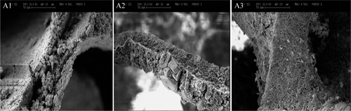 Figure 4. SEM image of the cross section of the bridges for samples with different ratios of ZrO2.Y2O3/β-TCP. A1: 50/50, A2: 40/60, and A3: 30/70.