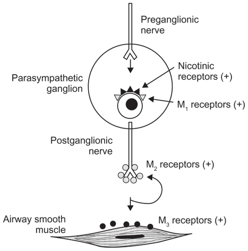 Figure 1 Muscarinic receptor subtypes in the human airway.Reproduced with permission. Barnes PJ. The role of anticholinergics in chronic obstructive pulmonary disease. Am J Med. 2004;117 Suppl 12A:24S–32S.Copyright © 2004, with permission from Elsevier.Citation5