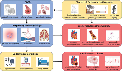 Figure 1. Mechanism of cardiovascular risk in COPD.