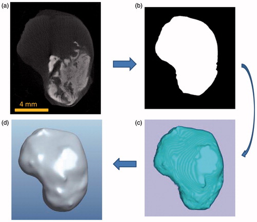 Figure 3. Processes of generating a tumour model from a micro-CT image (a), to a MATLAB generated tumour boundary (b), to an ImageJ tumour geometry (c), and to a smoothed tumour model by Rhinoceros (d).