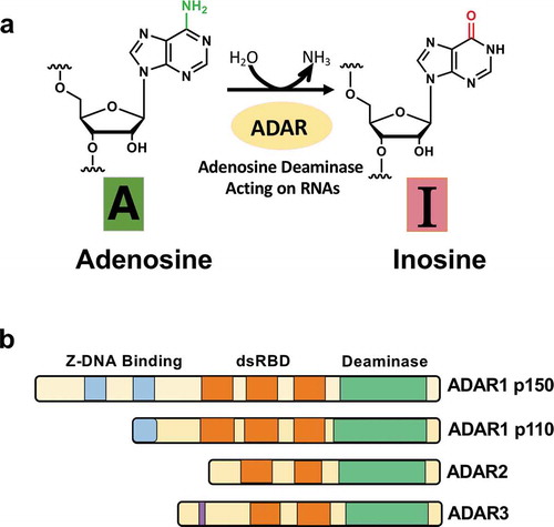 Figure 1. Deamination of adenosine to inosine and ADAR family. (A) The schematic of adenosine-to-inosine deamination reaction catalysed by ADARs. (B) Domain structures of ADAR family genes in the vertebrate. There are three ADAR family members (ADAR1, ADAR2, and ADAR3), and ADAR1 contains two isoforms (p110 and p150). All the enzymes contain a conserved deaminase domain, shown in green, and the double-stranded RNA (dsRNA)-binding domain (dsRBD) that determines substrate specificity, shown in orange. ADAR1 p110 and p150 isoforms are different in their Z-DNA-binding domains, shown in blue. The only ADAR3 contains an arginine-rich domain, shown in purple