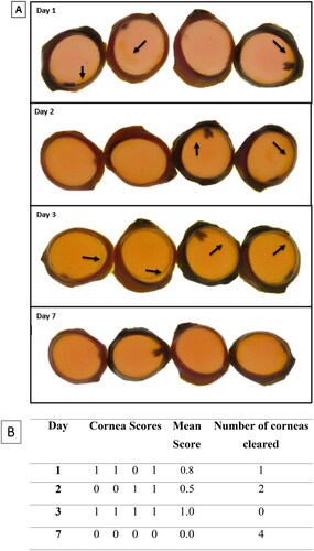 Figure 7. Representative digital images of NaFL staining of the SCJ consumer product-treated corneas (n = 4) (B) scoring table. The images show corneal damage and a decrease in stain retention over time. On each day, the corneas were not in the same order. The assigned NaFL stain-retention score of the SCJ consumer product scores are presented in Table (see Table 3 for the scoring scale). Areas of stain retention (yellow–brown coloured stain) are indicated with arrows, depicting the damage to the corneas.