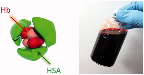Figure 1. Hb–HSA3 cluster. Illustration of molecular structure of Hb–HSA3 in which an Hb is wrapped covalently with HSAs, and homogeneous solution of Hb–HSA3 (20 g/dL) in PBS (pH 7.4).