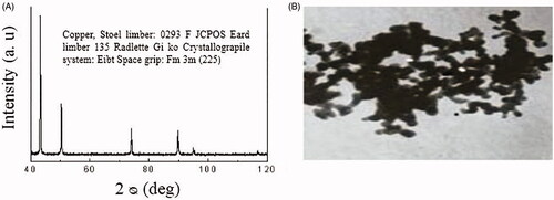 Figure 1. X‐ray diffractogram (A) and transmission electron microscopy (TEM) image of copper oxide nanoparticles (B).