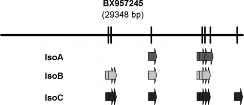 Figure 4 Schematic representation of the exon organization of the drPanx2 isoforms. The localization of drPanx2-IsoA,-IsoB and-IsoC exons was drawn relative to the sequence of the bacterial artificial chromosome (BAC) clone BX957245. The positions of individual exons were identified by alignment of Panx2 sequences with the BAC clone using by AlignX (VectorNTI). Note that the size of individual clones is not drawn to scale.
