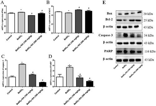 Figure 4. Effects of EA on apoptosis in BeSO4-intoxicant rats/Relative mRNA expression levels of Bax, Bcl-2, Caspase-3, and PARP are shown in Figure 3 (A,B,C,D). The expression levels of Bax, Bcl-2, Caspase-3, and PARP proteins were detected by western blotting are shown in Figure 4 E. Data are represented as mean ± SD (n = 5). Data were analysed by one way analysis of variance (ANOVA). *p < 0.05: Significant difference in comparison with the control group. #p < 0.05: Significant difference in comparison with the BeSO4-treated group.
