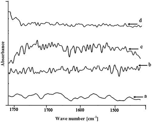 Figure 4. FTIR spectra of rat skin. Change in amide I (1640 cm−1) and amide II (1550 cm−1) vibrations after 24 h treatment with (a) control, (b) anethole, (c) menthone, and (d) eugenol.