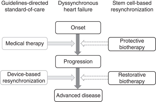 Figure 2. Stem-cell–based resynchronization complements standard of care. Dyssynchronous heart failure is a malignant disorder commonly refractory to the existing therapeutic armamentarium that currently combines pharmacotherapy with device-based resynchronization. Responsiveness to pacing devices is impeded by the scar burden post-infarction, mandating approaches capable to promote tissue repair. Potential applications of stem-cell–based reparative resynchronization include cardioprotection in acute/subacute phases of disease to prevent disease progression, and normative restitution to restore structure and function in the setting of chronic dyssynchronous heart failure.