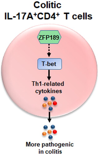 Figure 8. Summary of the effect of ZFP189 on LP Th17.1 cells.