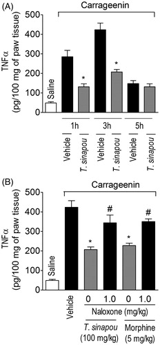 Figure 4. Tephrosia sinapou ethyl acetate extract inhibited carrageenin-induced TNFα production in the paw skin by an opioid-dependent mechanism. Panel A: mice were treated with vehicle or T. sinapou (100 mg/kg, i.p.) 30 min before carrageenin (100 µg/paw) stimulus. Panel B: mice were treated with naloxone (1 mg/kg, s.c., 1 h) before T. sinapou (100 mg/kg, i.p.), morphine (5 mg/kg, i.p.) or vehicle treatment. After additional 30 min, mice received carrageenin (100 µg/paw) stimulus. Paw skin samples were collected 1, 3 and 5 h (Panel A) and at 3 h (Panel B) after carrageenin injection, and TNFα levels were determined by ELISA. Results are presented as means ± SEM of experiments performed with five mice per group and are representative of two separated experiments. *p < 0.05 compared to carrageenin + vehicle group, #p < 0.05 compared to the naloxone negative control group (one-way ANOVA followed by Tukey’s test).