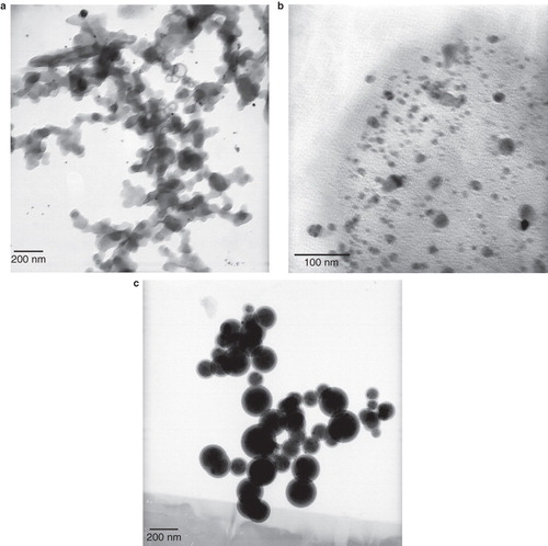 Figure 2. TEM images of prepared AgNPs with various lecithin concentrations: (a) Klec/Ag = 0; synthesized AgNPs have a short life without stabilizer and linked one to another and appear agglomerated silver particles; (b) Klec/Ag = 0.2, and (c) Klec/Ag = 2; lecithin molecules capped AgNPs and prevent them to link to one another.