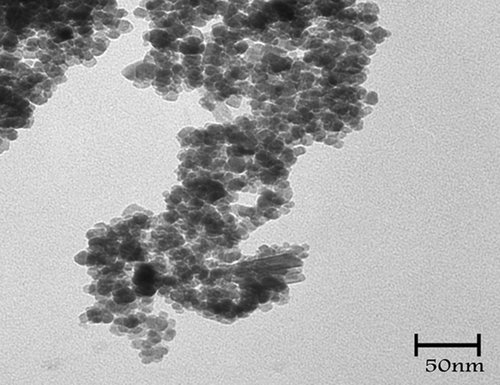 Figure 1. Superparamagnetic nanoparticles prepared using an improved chemical coprecipitation method, and the TEM image: particle size < 50 nm.