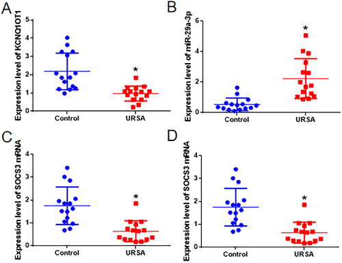 Figure 1. The levels of LncRNA-KCNQ1OT1, miR-29a-3p, SOCS3 mRNA, and SOCS3 protein expression in the abortion tissues of women with URSA. Panel A denotes the expression of KCNQ1OT1, Panel B shows the expression of miR-29a-3p, Panel C displays the expression of SOCS3 mRNA, and Panel D represents the expression of SOCS3 protein. *Compared with the control group, Wilcoxon rank-sum test, p < 0.05.