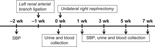 Figure 1. Timeline of the study. SBP was measured at Week −2 (baseline), Weeks 1, 3, 5, and 7. Renal arterial branch ligation or the first stage of the operation was performed at Week −1. Right nephrectomy or the second stage of the operation was performed at Week 0. The rats were followed for a total of 7 weeks post-nephrectomy. Urine and blood samples were collected at Weeks 0, 1, 3, 5, and 7. All rats were sacrificed at Week 7. Kidney sections were stained for histological examination.