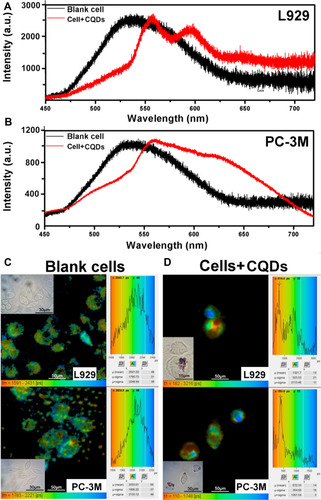 Figure 5 Comparison of fluorescence intensity with and without CQDs for 48h at an excitation wavelength of 400 nm in (A) L929 cells and (B) PC-3M cells. Comparison of FLIM images of L929 and PC-3M cells (C) with and (D) without CQDs. The excitation wavelength was 400 nm, and the emission wavelength was 560 nm. Insets: Bright-field images of L929 and PC-3M cells.