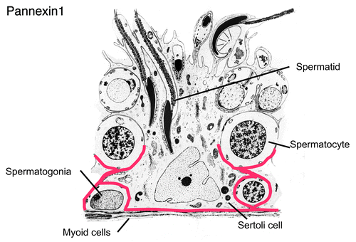 Figure 5. Schematic diagram showing the immunolocalization of Panx1 in the seminiferous tubule. Panx1 was localized to the basal compartment of seminiferous epithelium, and suggestive of a reaction of the basal plasma membrane of Sertoli cells and in the myoid cells surrounding the seminiferous tubule. Panx3 was not present in the seminiferous trubule but was present in Leydig cells (not shown). Modified from a diagram of Clermont, The Sertoli cell, 1993, pp. xxi–xxv. Cache River Press.