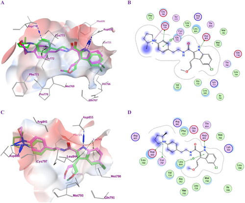Figure 3. Docking representation models for compounds 5f and 5 g; (A) 3D-docked models of compound 5f (green) aligned with 5 g (purple) within the active site of EGFRWT showing the interaction surface of the protein (electrostatics; green: hydrophobic, blue; positive and red: negative); (B) 2D-docked model of compound 5f within the active site of EGFRWT; (C) 3D-docked models of compound 5f (green) aligned with 5 g (purple) within the active site of EGFRT790M showing the interaction surface of the protein (electrostatics; green: hydrophobic, blue; positive and red: negative); (D) 2D-docked model of compound 5f within the active site of EGFRT790M.