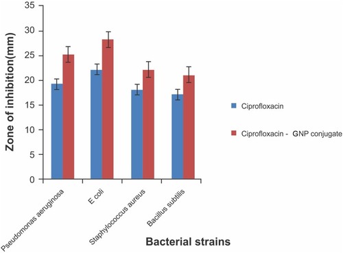 Figure 8 Graph showing the zone of inhibition of ciprofloxacin and ciprofloxacin–GNF conjugate against the bacterial strains tested.