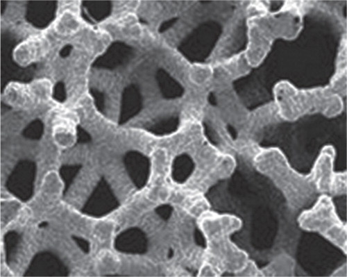 Figure 1. Microscopic structure of trabecular metal