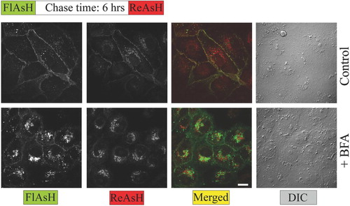 Figure 7 Pulse chase experiments using FlAsH and ReAsH reveal temporal and spatial segregation of different pools of rPanx1-4C following BFA treatment. MDCK cells stably expressing rPanx1-4C were labeled with green profluorescent FlAsH-EDT2, incubated for 6 h in regular medium (control) or in the presence of 5 μ g/ml BFA, stained with red profluorescent ReAsH-EDT2, fixed, and imaged. After BFA treatment the nascent rPanx1-4C proteins (labeled with ReAsH) are accumulated within intracellular compartments. The older proteins (labeled with FlasH) are partially internalized although the majority is still localized at the cell surface. The scale bar equals 10 μ m.