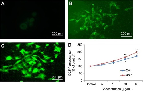 Figure 5 Induction of ROS in HaCaT cells after exposure of yttria-stabilized zirconia nanoparticles. (A) Control. (B) The fluorescence image of cells treated with 60 µg/mL of nanoparticle for 24 hrs and stained with DCFHDA. (C) The fluorescence image of cells treated with 60 µg/mL of nanoparticle for 48 hrs and stained with DCFHDA. (D) % ROS production due to nanoparticle in cells. Each value represents the mean ±SE of three experiments. *p<0.05 and **p<0.01 vs control.Abbreviation: ROS, reactive oxygen species.