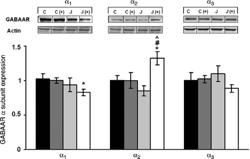 Figure 3.  The long-term effects of juvenile variable stressor regimen (JUV-S) on GABAA receptor α subunit expression in the hippocampus. Data were analyzed through a 2 (juvenile stressor vs. no stress) × 2 (age: juvenile vs. adult) between-groups ANOVA followed by HSD Tukey's post-hoc tests. Data are expressed as means ± SEM (n = 8–11/group). GABAA subunit expression assessed among adult rats was very different from that evident in juveniles. In rats that received juvenile stressor and adult plus maze exposure, the expression of the α1 subunit was decreased compared to controls, α2 subunit was elevated relative to rats that had received either the juvenile stressor or the plus maze exposure alone. Finally, expression of the α3 subunit was neither affected by either of the treatments nor their interaction; *, represents significantly different from controls (C), p < 0.05; #, represents significantly different from elevated plus maze challenge group C (+), p < 0.05; ^, represents significantly different from juvenile stress group (J), p < 0.05.