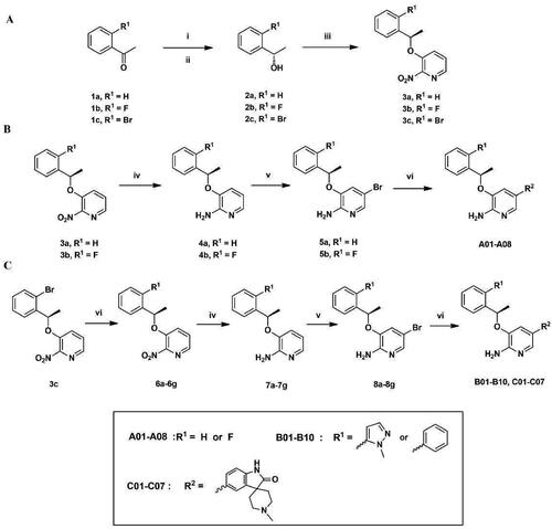 Figure 3. (A–C) General synthetic routes of 2-aminopyridine derivatives. Reagents and conditions: (i) (-)-DIP-Cl, THF, −35 °C, 3 h, rt, 18 h; (ii) diethanolamine, TBME, 60 °C, reflux, 1 h, rt, 2 h; (iii) DIAD, PPh3, 2-nitropyridin-3-ol, dry THF, 0 °C, 8 h; (iv) Fe, AcOH, EtOH, 85 °C, reflux, 2 h; (v) NBS, MeCN, 0 °C, 30 min; (vi) potassium carbonate, Pd(PPh3)4, DOX, H2O, 85 °C, 8 h.